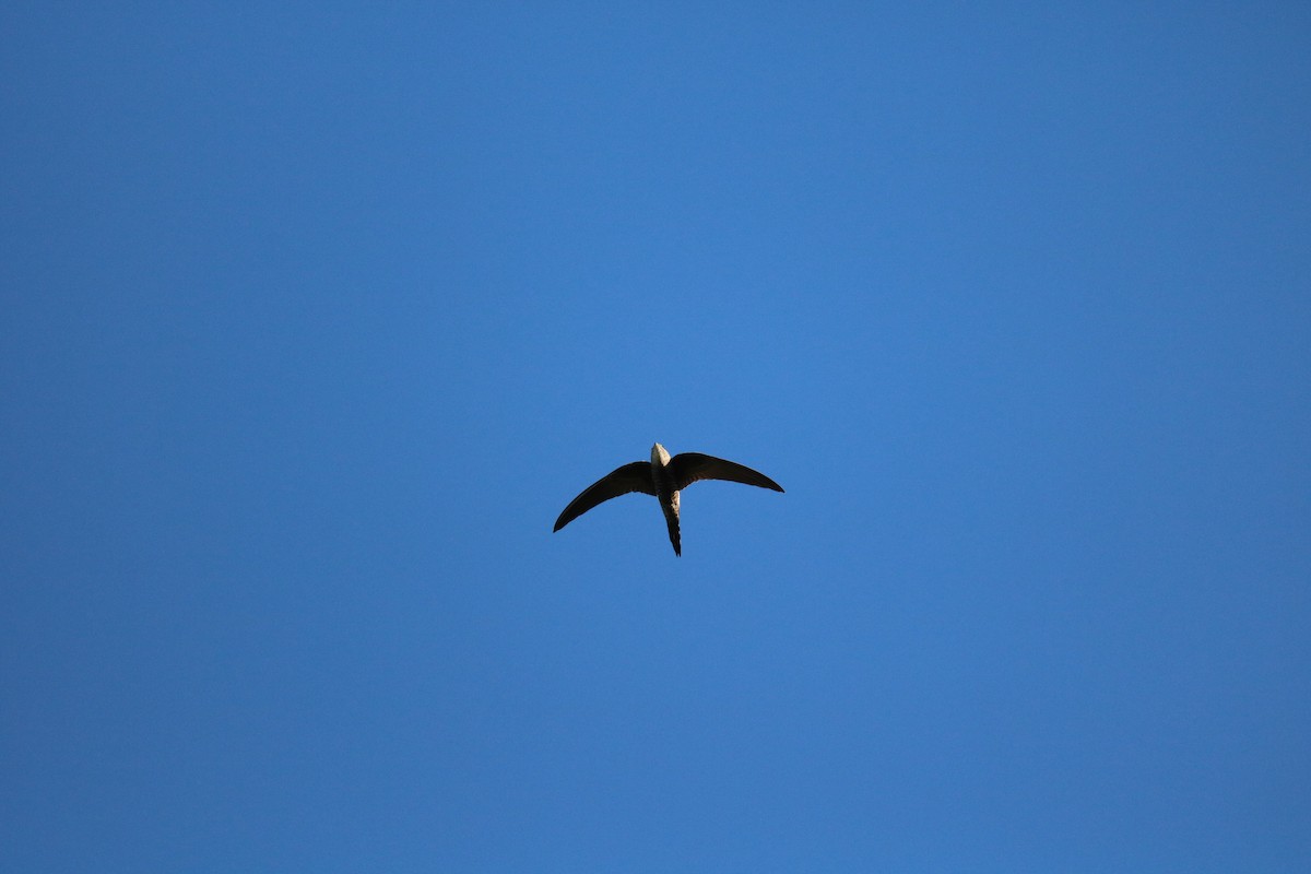 Pacific Swift - Peter Crofts