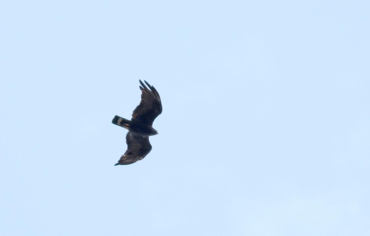 Zone-tailed Hawk - ML32272051