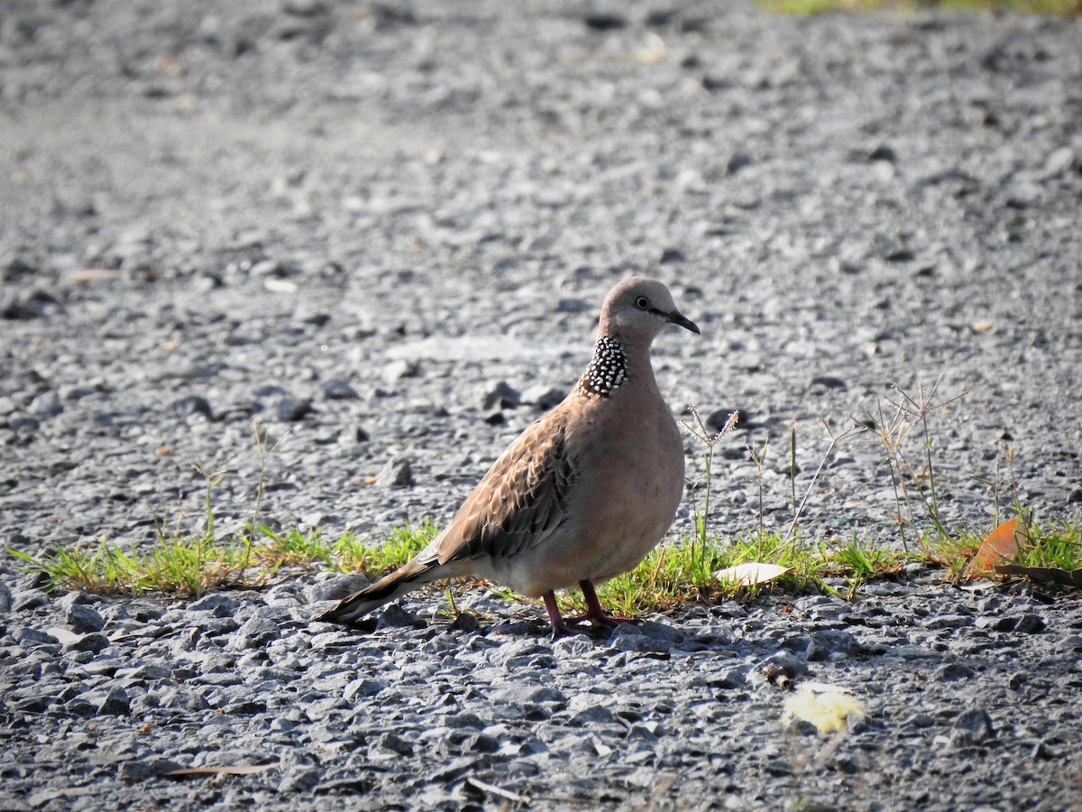 Spotted Dove - ML322720511