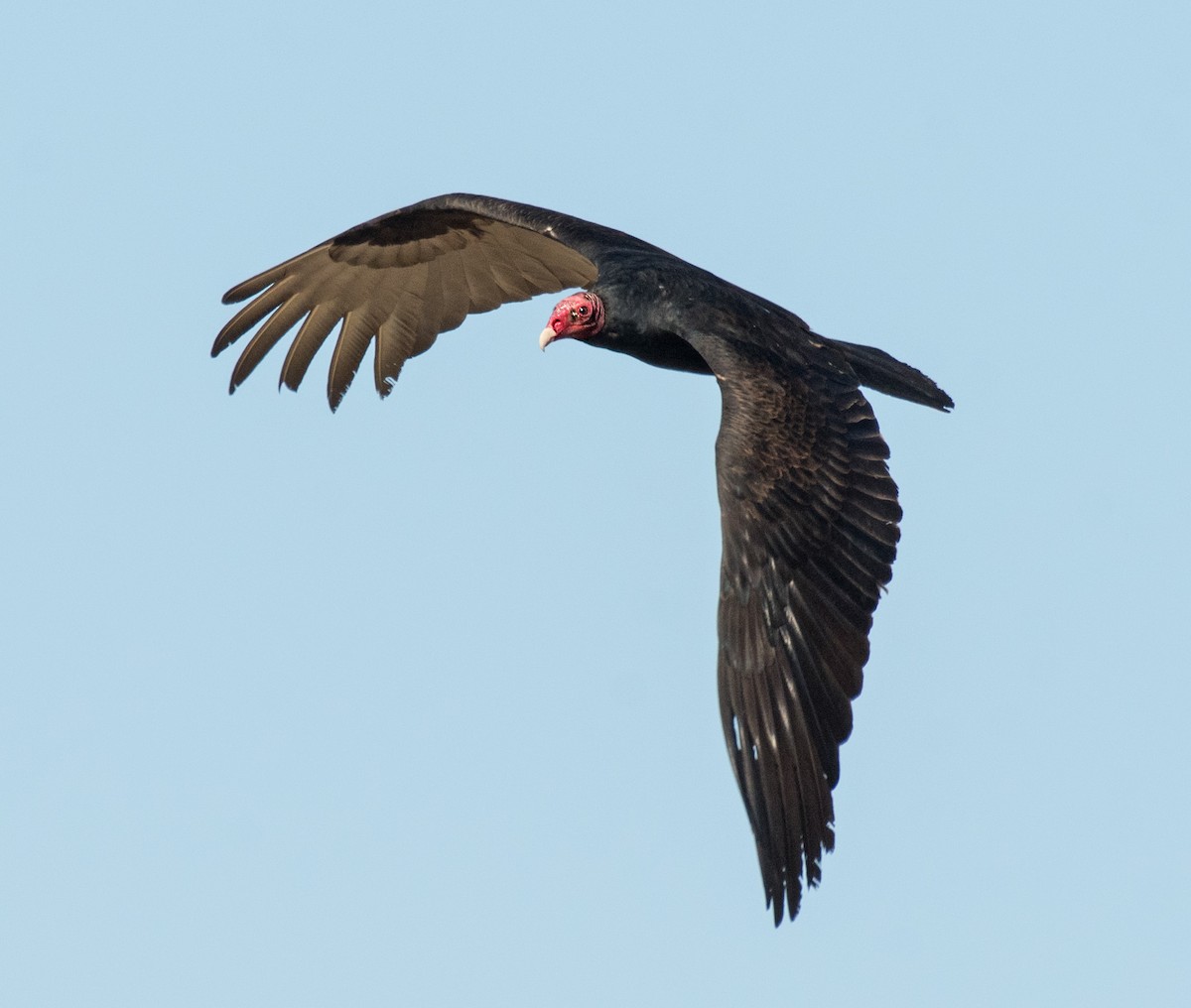 Turkey Vulture - Alison Davies