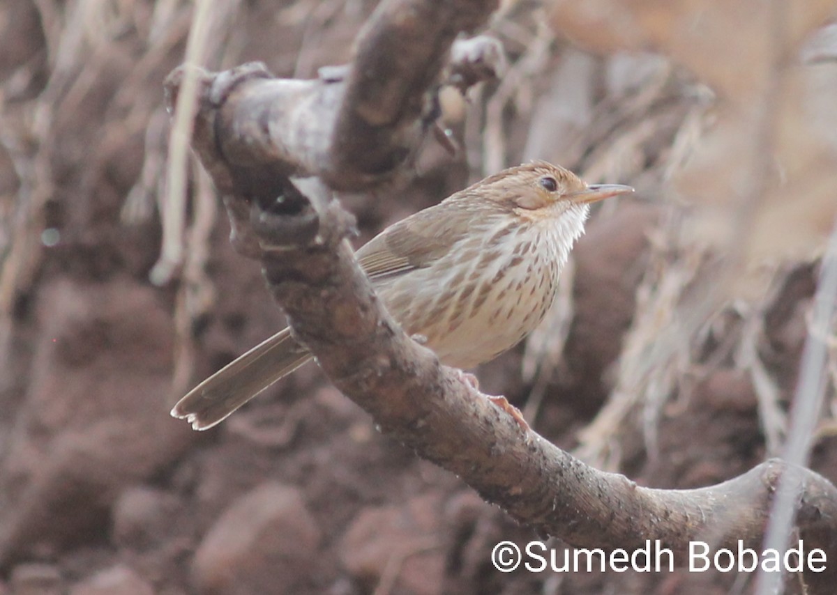 Puff-throated Babbler - Sumedh Bobade