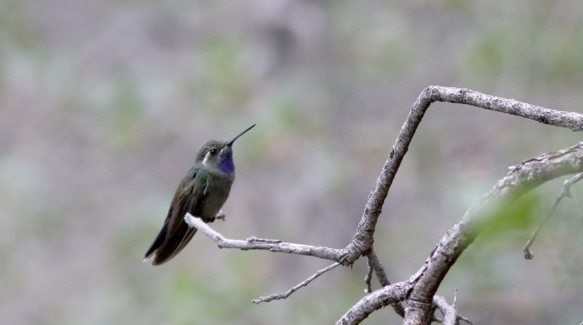 kolibřík blankytohrdlý - ML32272411