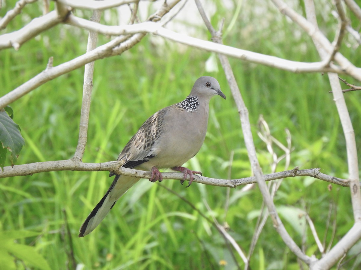 Spotted Dove - ML322724601