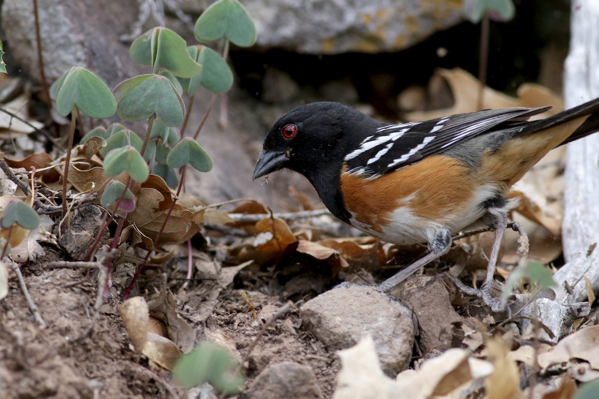Spotted Towhee - ML32272491