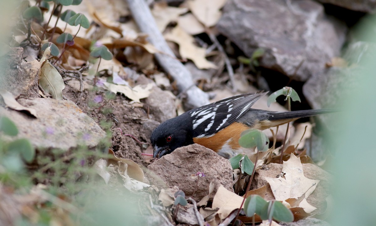 Spotted Towhee - ML32272501