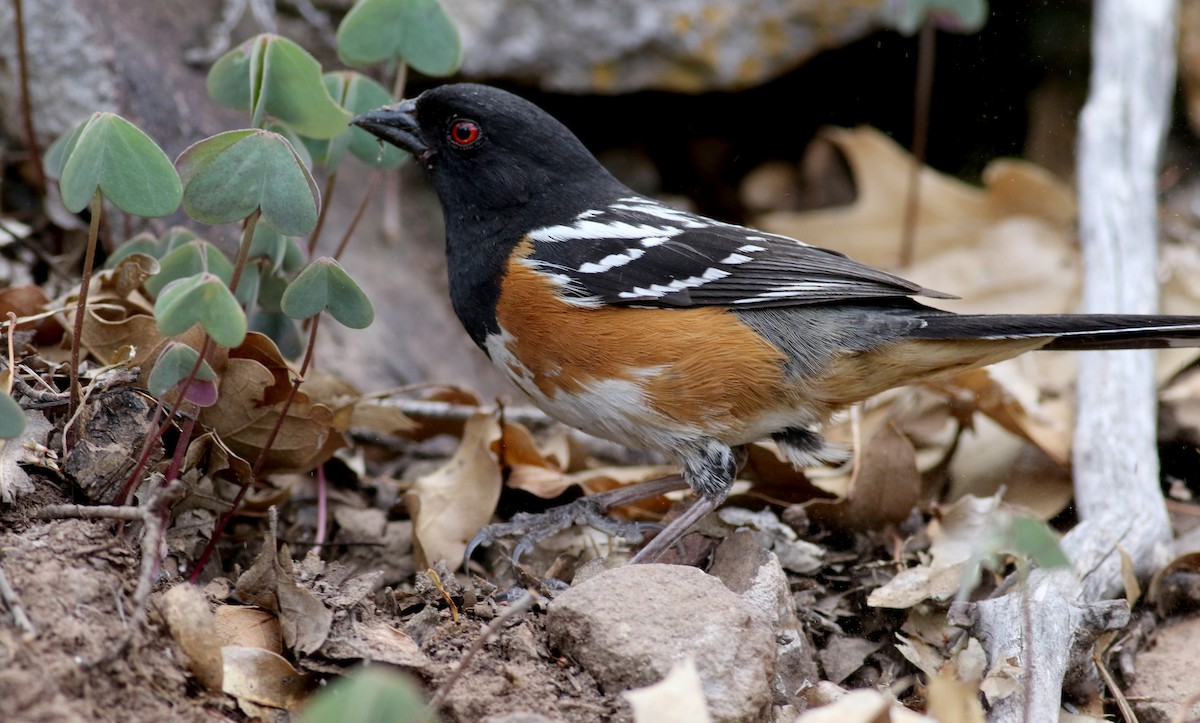 Spotted Towhee - ML32272511