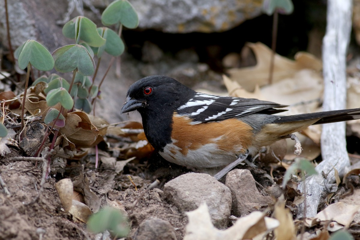 Spotted Towhee - ML32272521