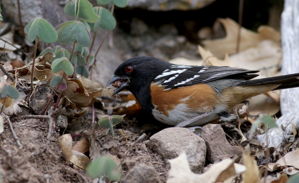 Spotted Towhee - ML32272561