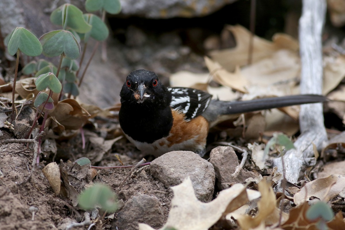 Spotted Towhee - ML32272571
