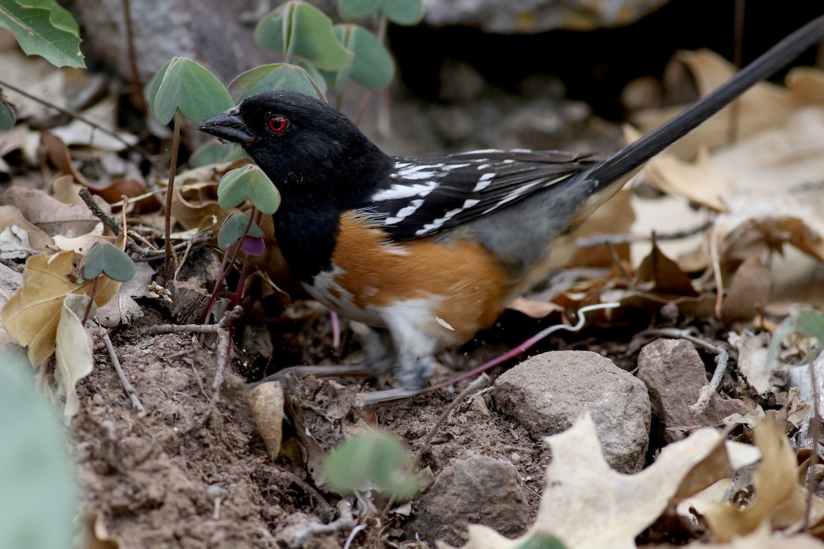 Spotted Towhee - ML32272581