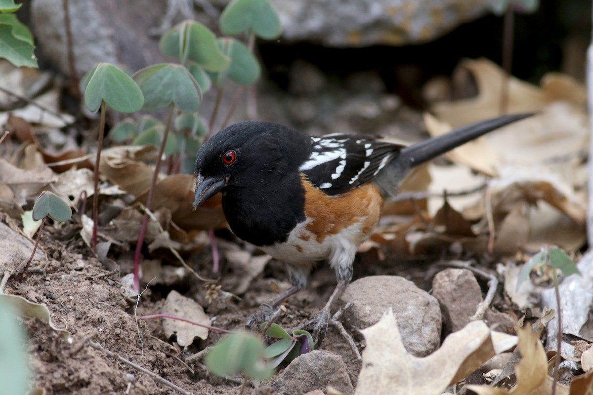 Spotted Towhee - ML32272591