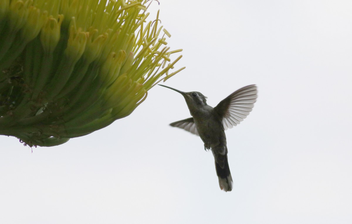 kolibřík blankytohrdlý - ML32272711