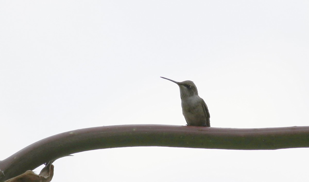 hummingbird sp. - ML32272811
