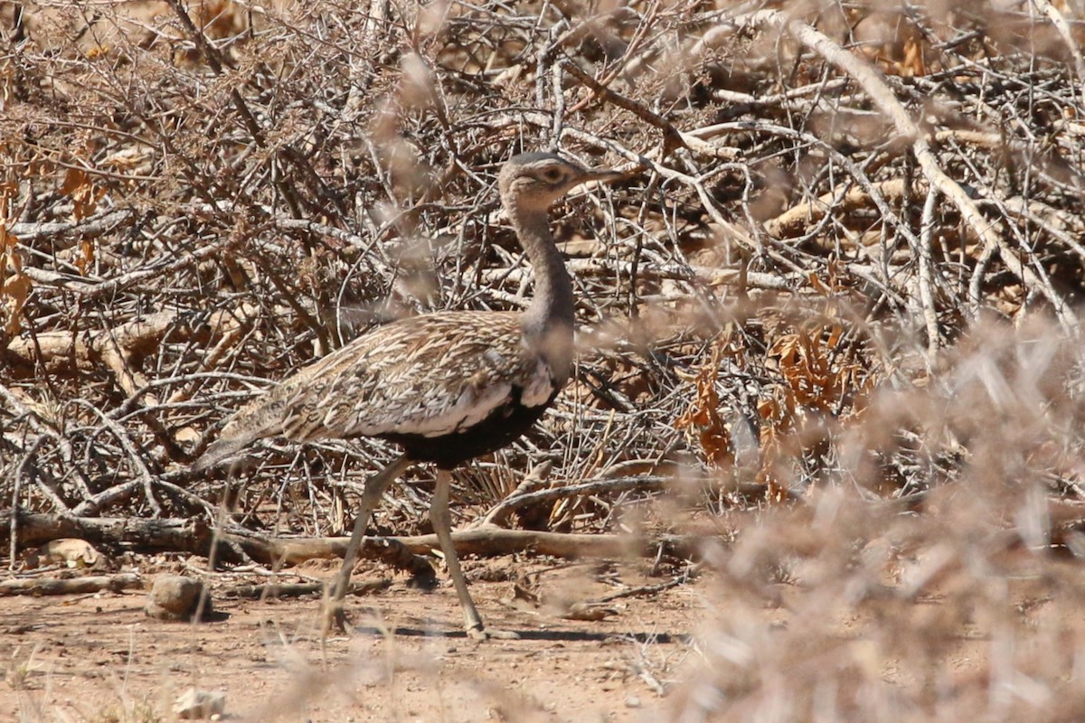 Red-crested Bustard - ML322732171