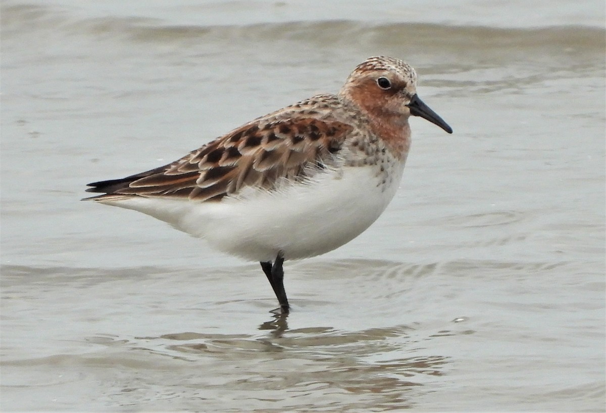 Red-necked Stint - Adrian Walsh