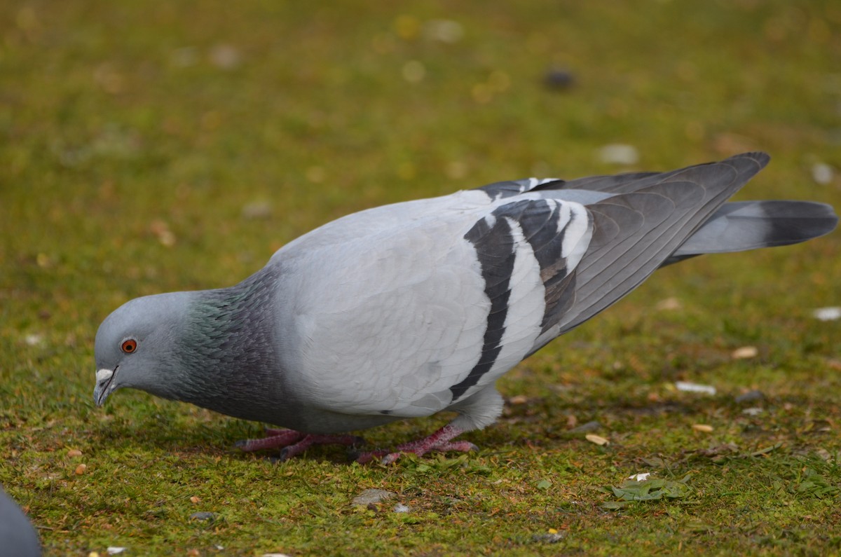 Rock Pigeon (Feral Pigeon) - ML322735311