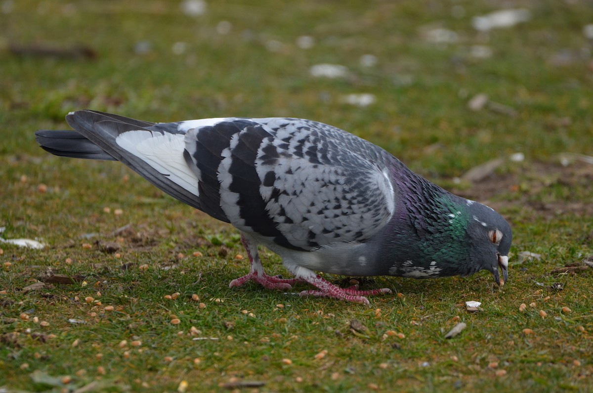 Rock Pigeon (Feral Pigeon) - ML322735321