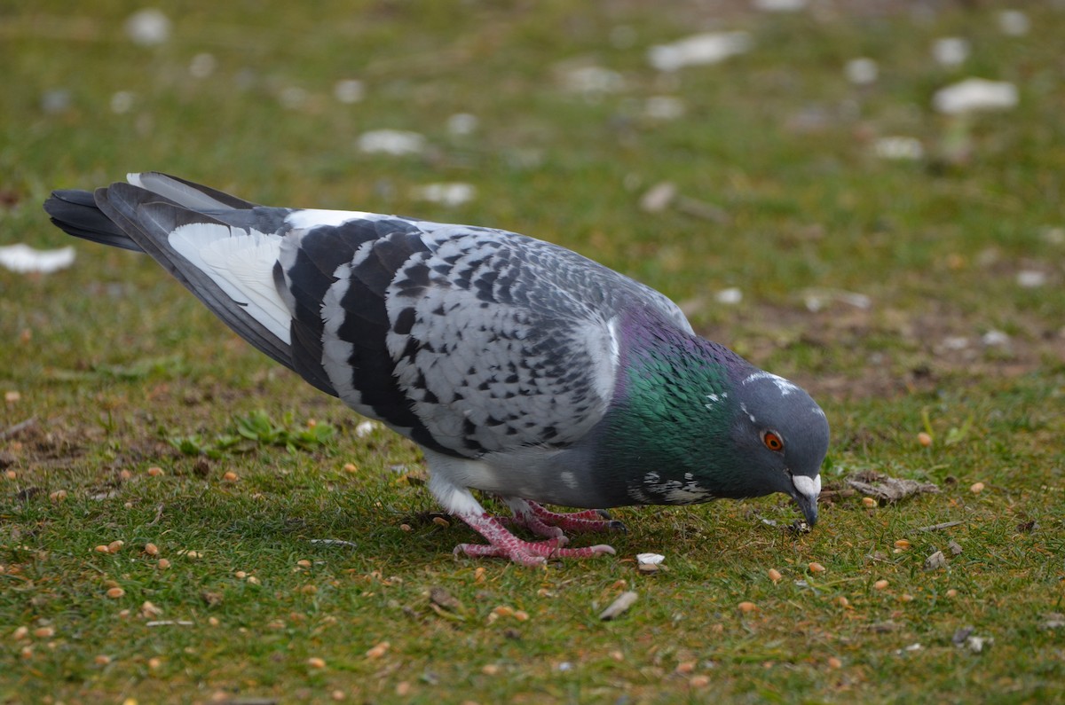 Rock Pigeon (Feral Pigeon) - ML322735341