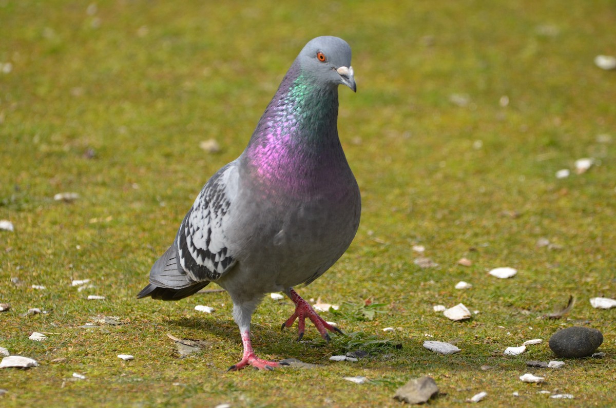 Rock Pigeon (Feral Pigeon) - ML322735371