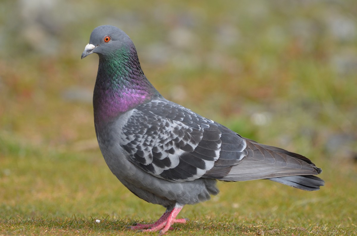 Rock Pigeon (Feral Pigeon) - ML322735381