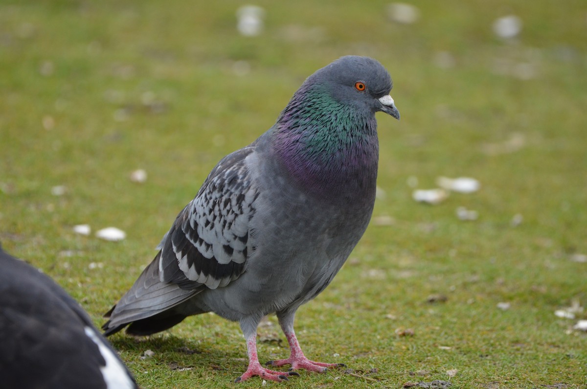 Rock Pigeon (Feral Pigeon) - ML322735391