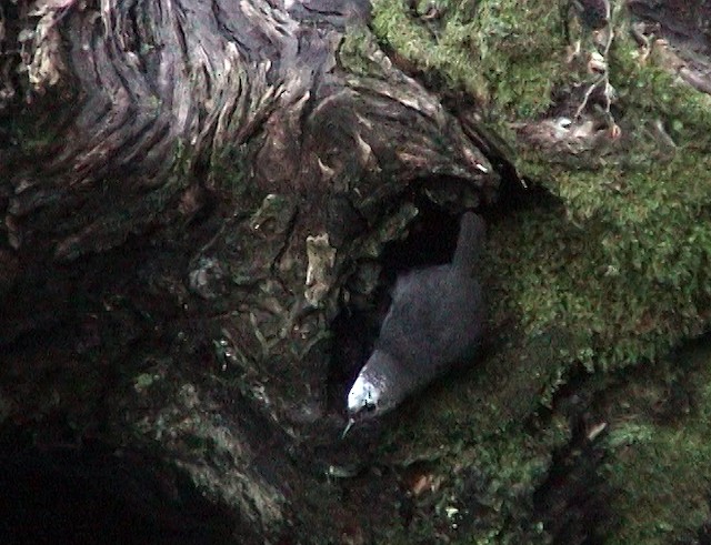Adult leaving its nest. - Magellanic Tapaculo - 