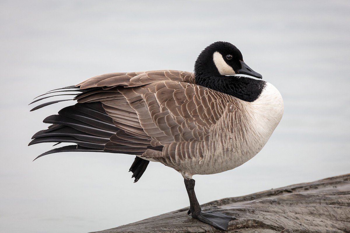 Canada Goose - Pierre Photography