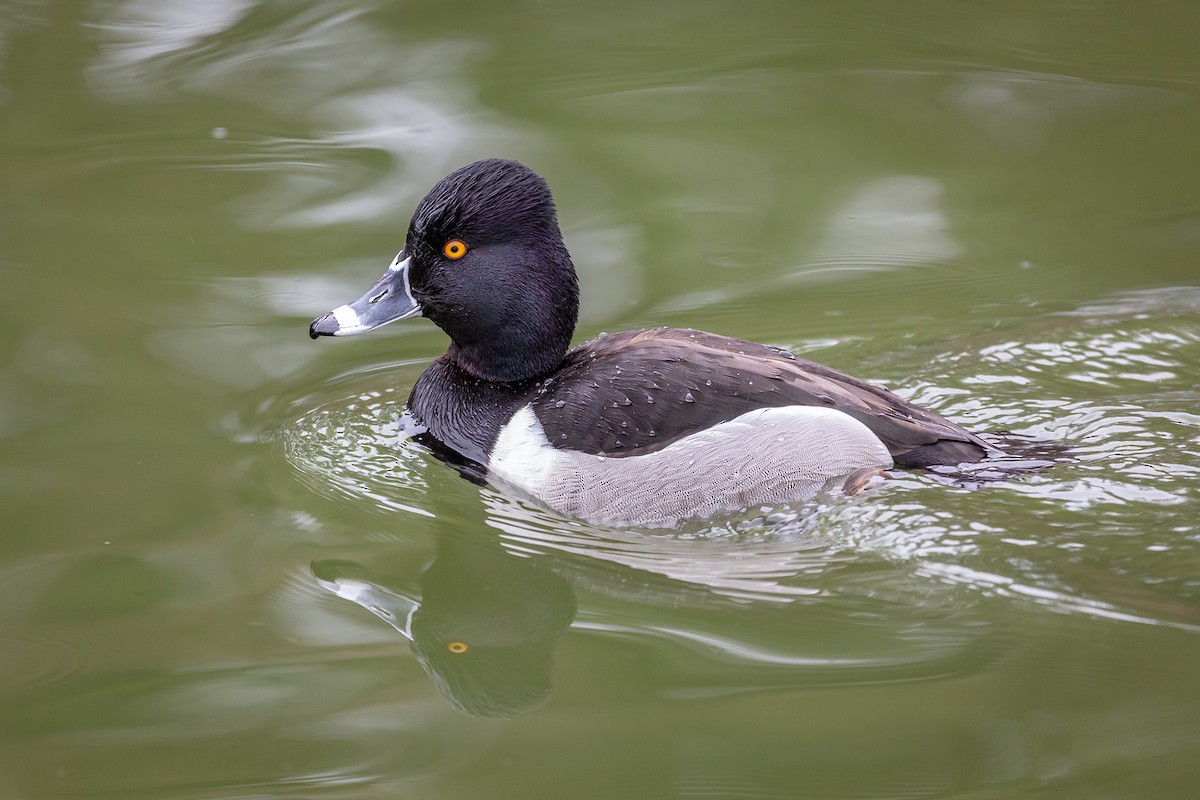 Ring-necked Duck - Pierre Photography