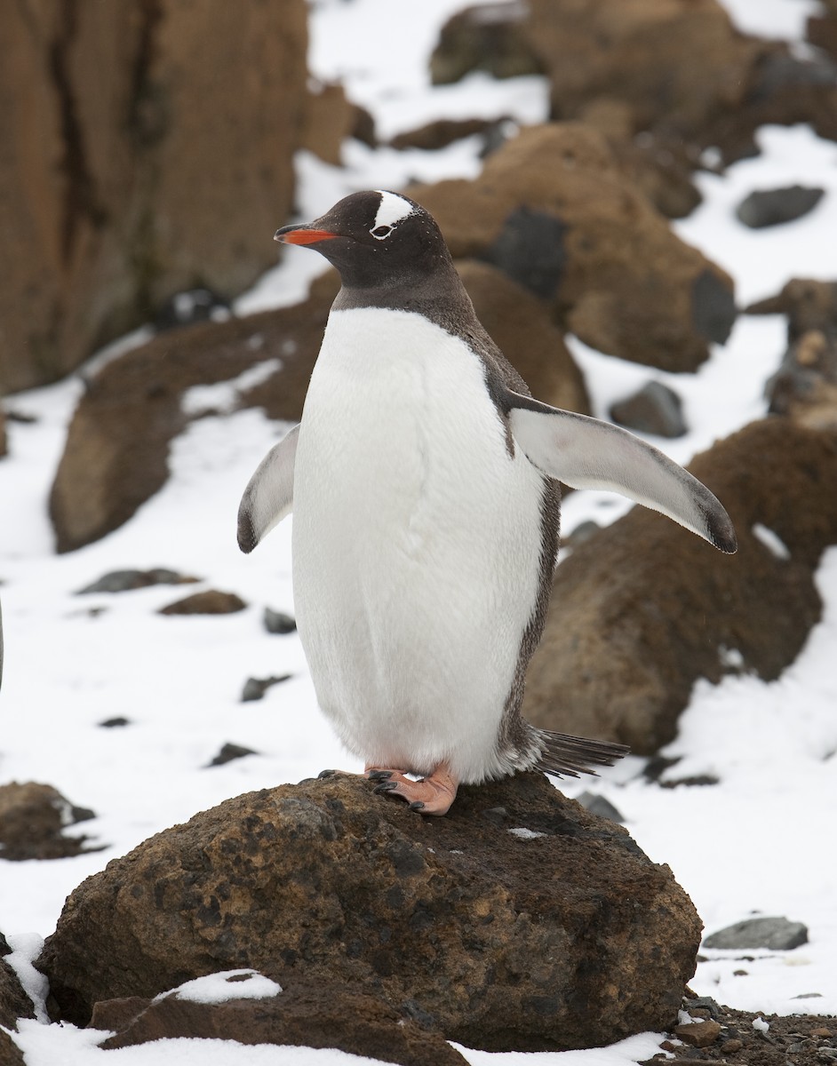 Gentoo Penguin - Brian Sullivan