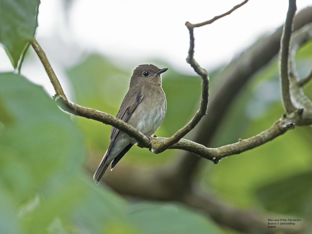 Blue-and-white Flycatcher - ML322742981