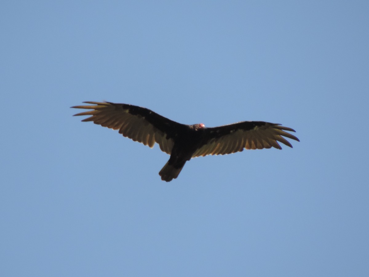 Turkey Vulture - ML32274651