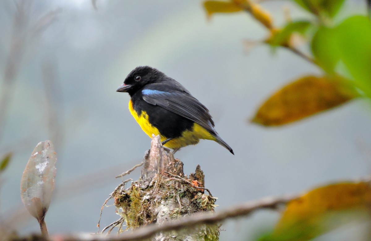 Black-and-gold Tanager - ML32274661