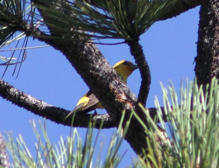 Western Tanager - ML32274741