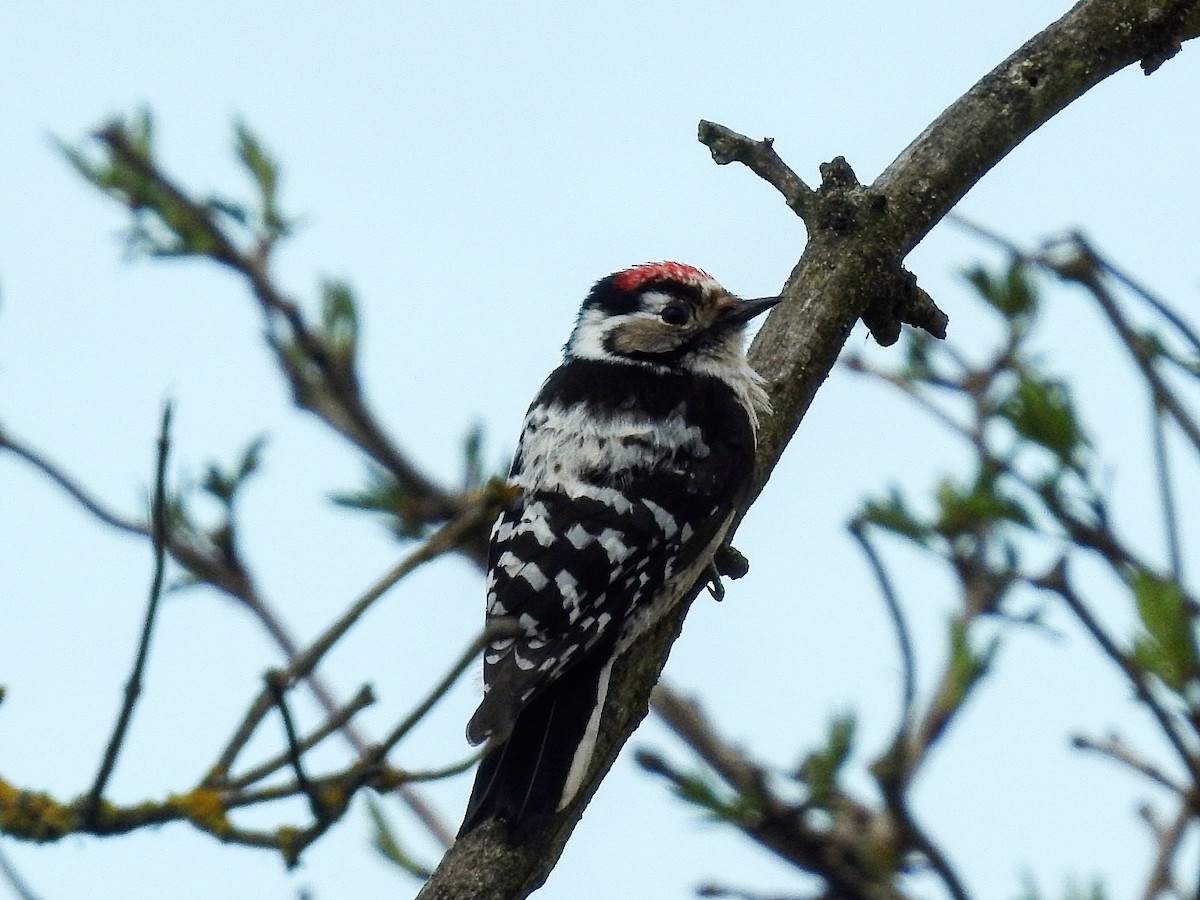 Lesser Spotted Woodpecker - ML322748661