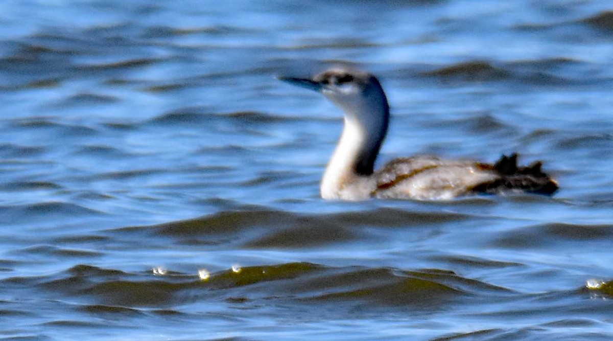 Red-throated Loon - ML322750961