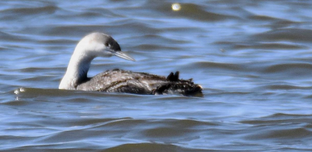 Red-throated Loon - ML322751061