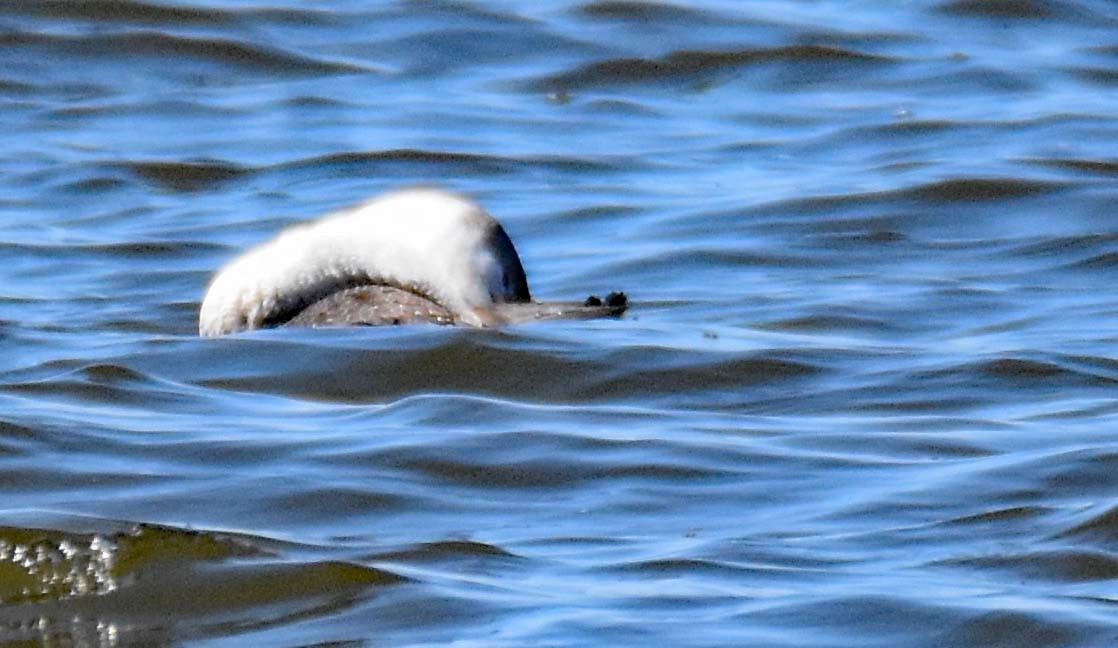 Red-throated Loon - ML322751071
