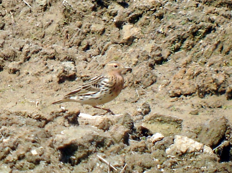 Red-throated Pipit - ML322757091