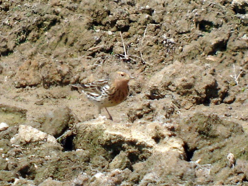 Red-throated Pipit - ML322757111