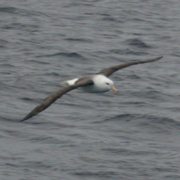 Black-browed Albatross - Mat Gilfedder
