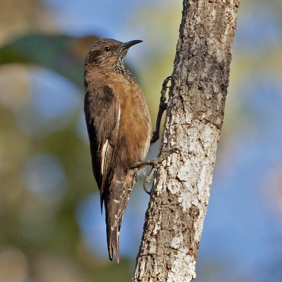 Black-tailed Treecreeper - ML32275961