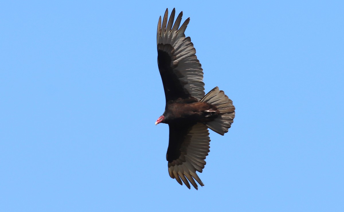 Turkey Vulture - Gary Leavens