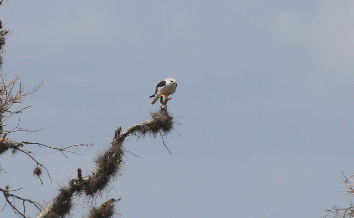 White-tailed Kite - ML322761321