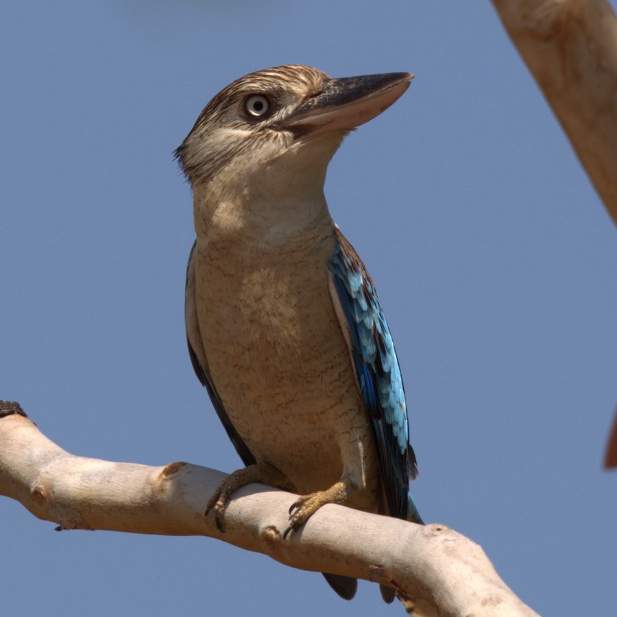 Blue-winged Kookaburra - Mat Gilfedder