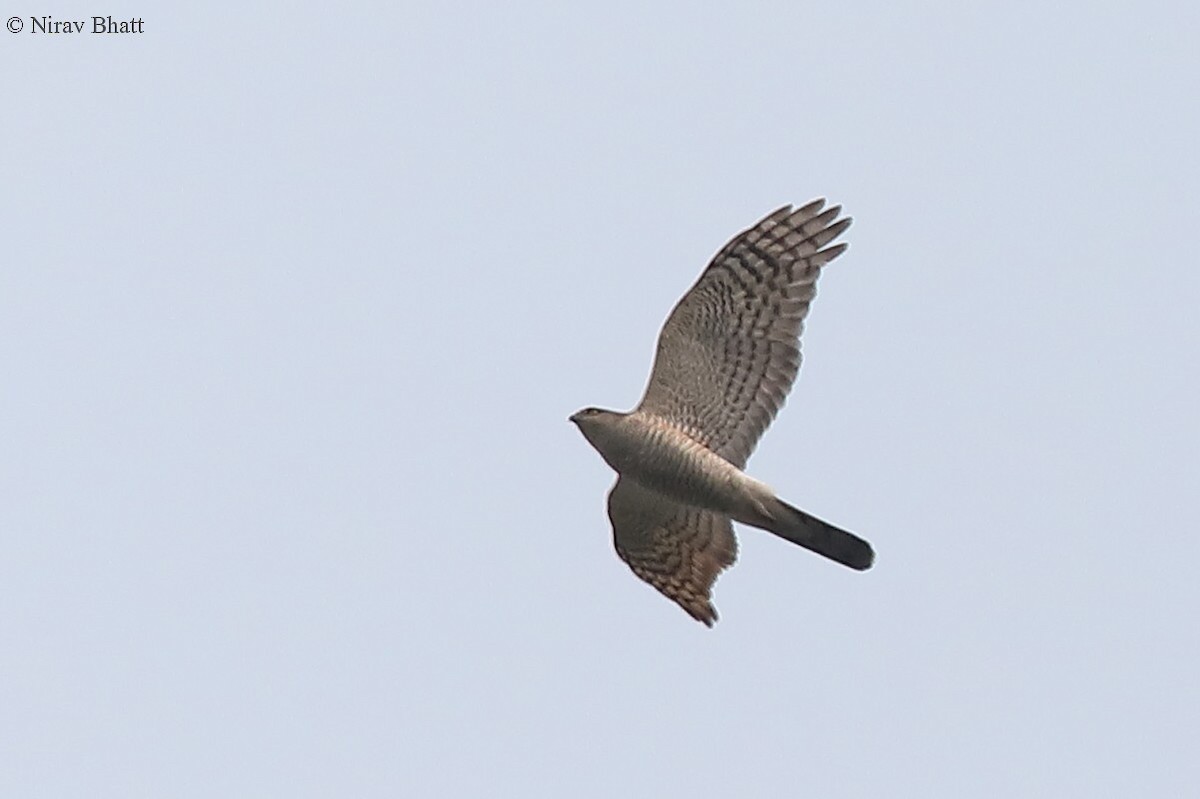 Eurasian Sparrowhawk - Nirav Bhatt