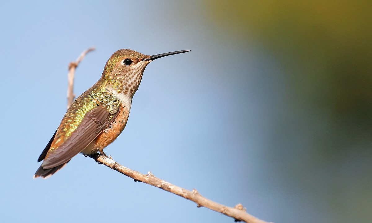 Rufous Hummingbird - Andrew Johnson