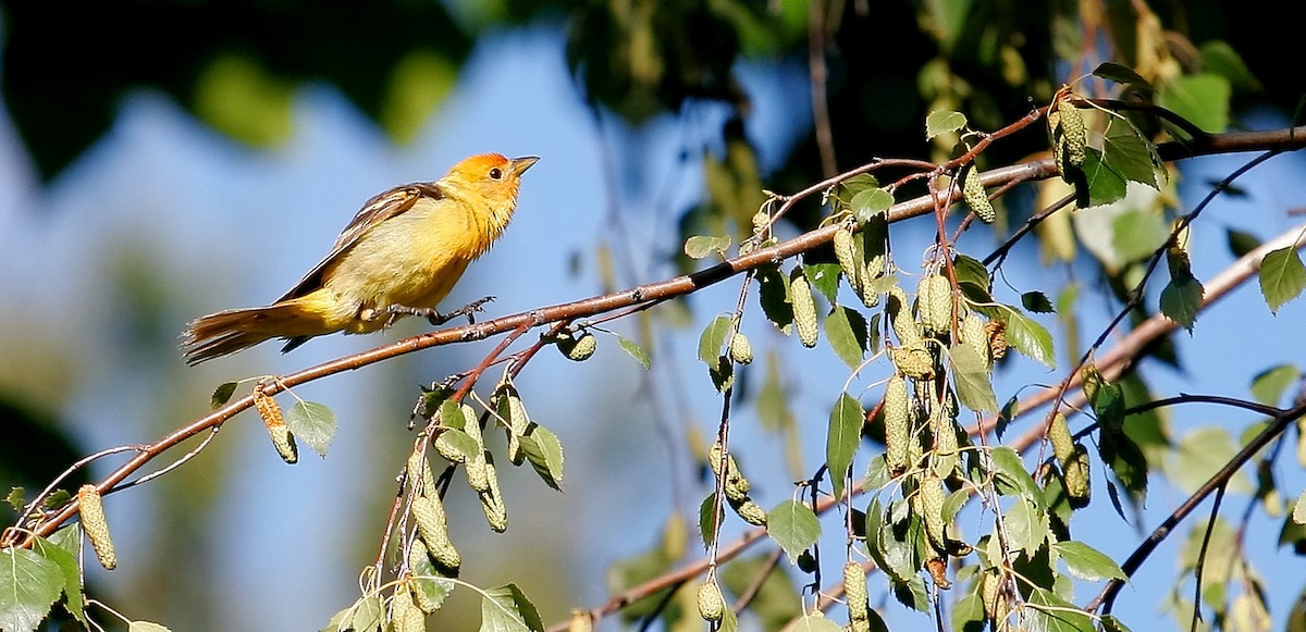 Western Tanager - Andrew Johnson