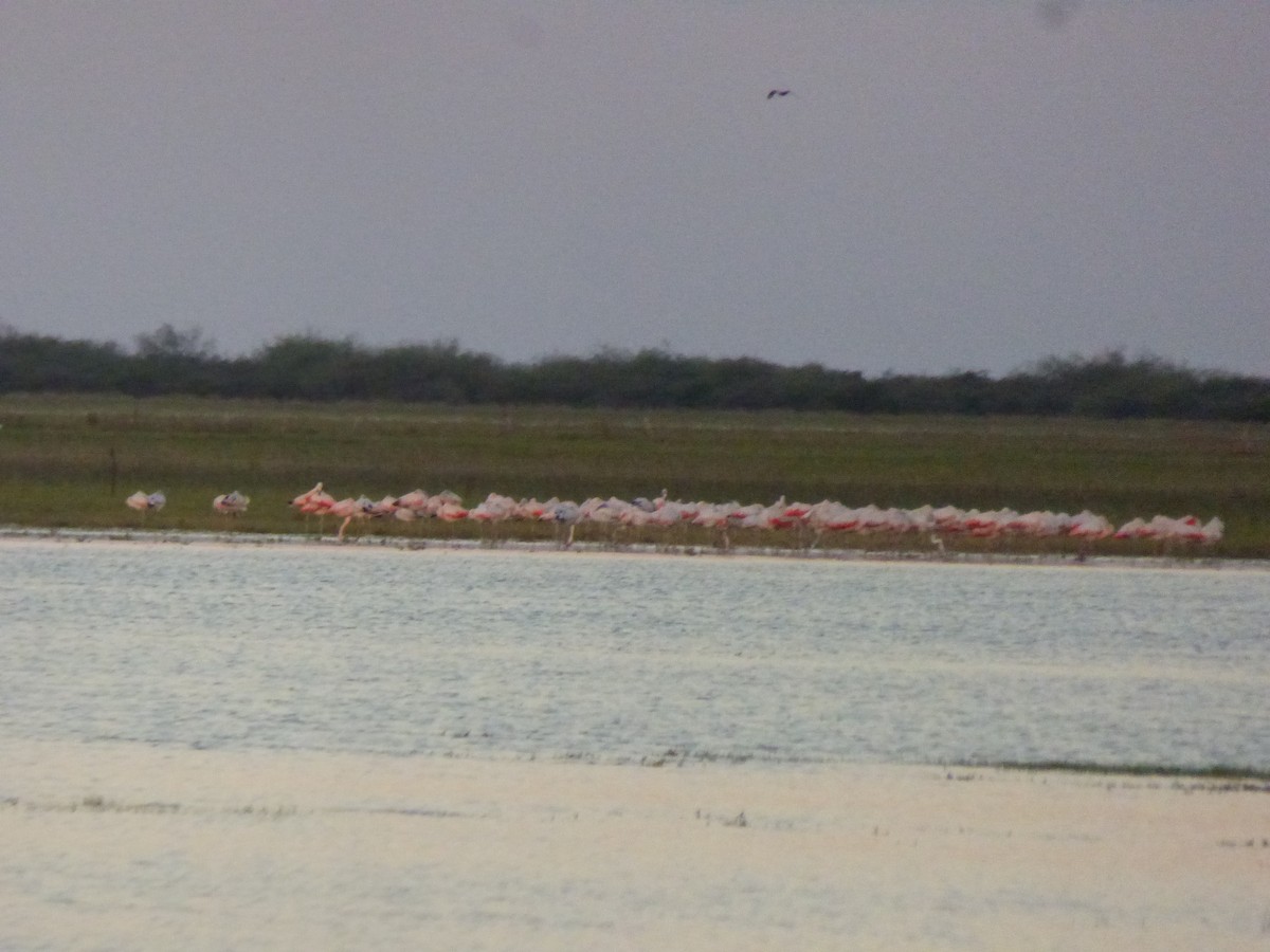 Chilean Flamingo - ML322767101