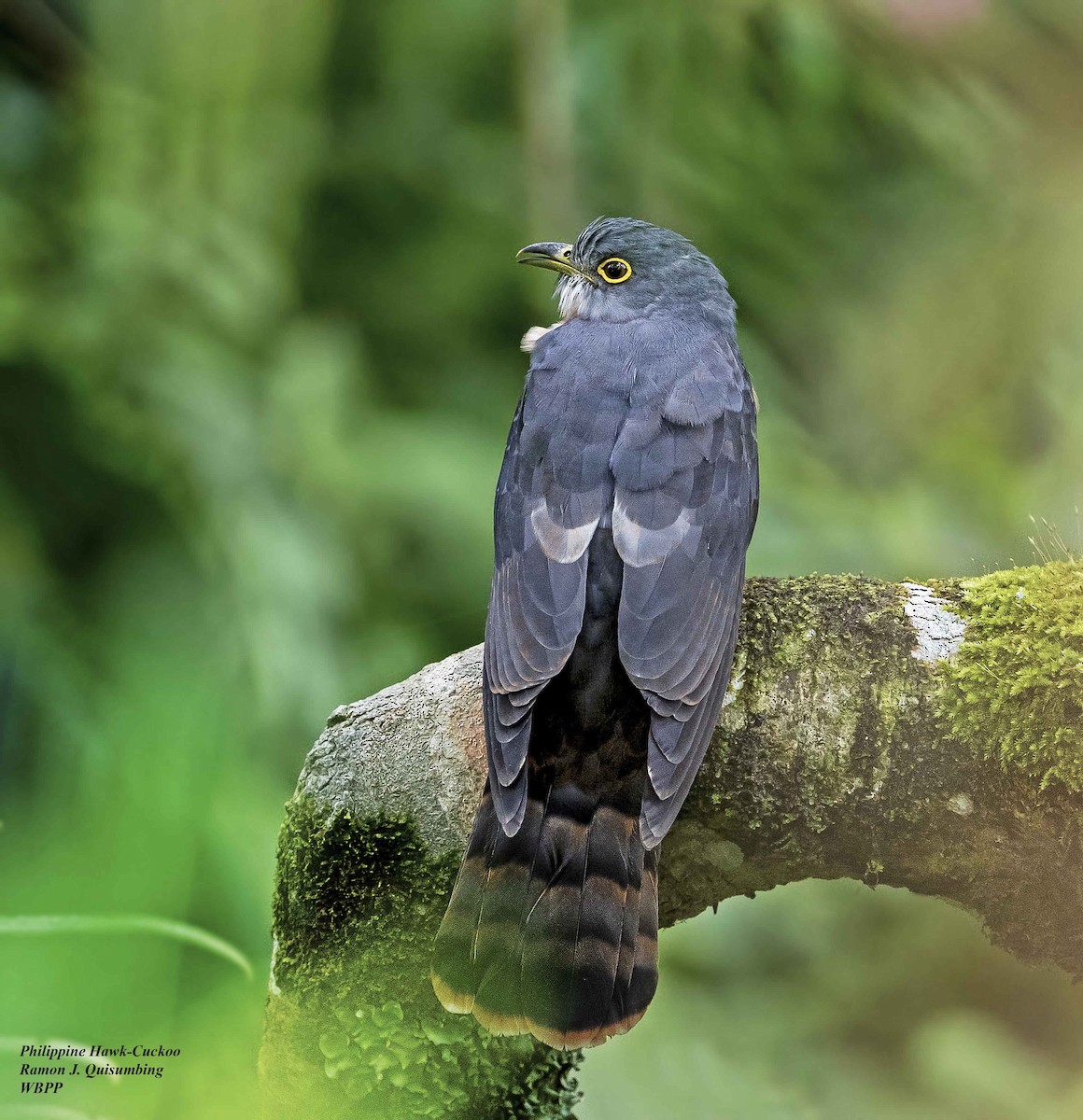 Philippine Hawk-Cuckoo - Ramon Quisumbing