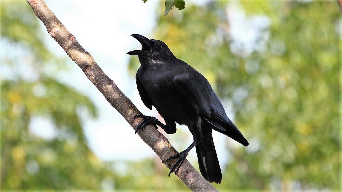 Slender-billed Crow - Andreas Skiljan